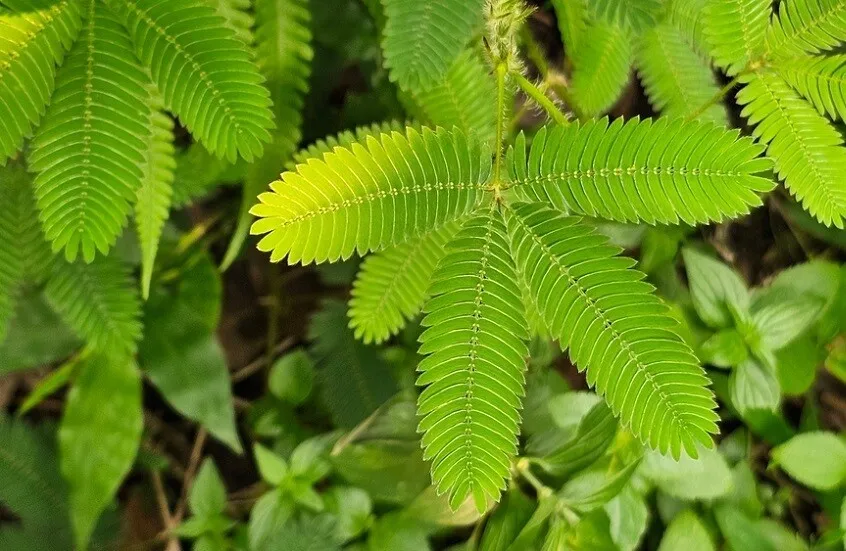 النباتات تتعلم دون دماغ!.. دراسة تكشف قدرة نبات الميموزا على العدّ والتذكر